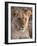 Lion (Panthera Leo), Masai Mara, Kenya, East Africa, Africa-Sergio Pitamitz-Framed Photographic Print