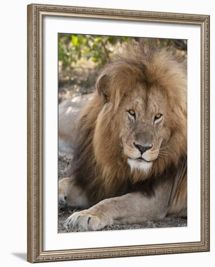 Lion (Panthera Leo), Masai Mara, Kenya, East Africa, Africa-Sergio Pitamitz-Framed Photographic Print