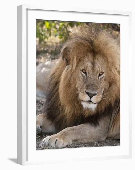 Lion (Panthera Leo), Masai Mara, Kenya, East Africa, Africa-Sergio Pitamitz-Framed Photographic Print