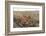 Lion (Panthera Leo), Masai Mara, Kenya, East Africa, Africa-Sergio Pitamitz-Framed Photographic Print