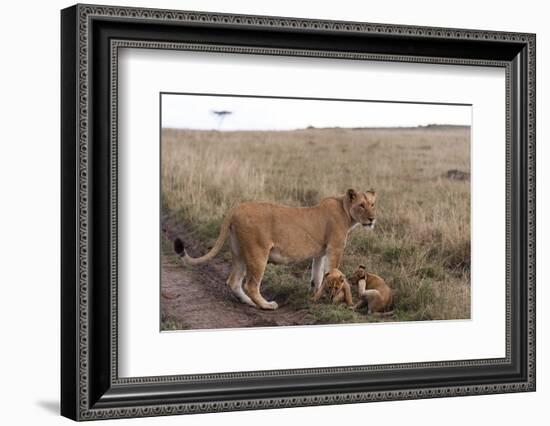 Lion (Panthera Leo), Masai Mara, Kenya, East Africa, Africa-Sergio Pitamitz-Framed Photographic Print