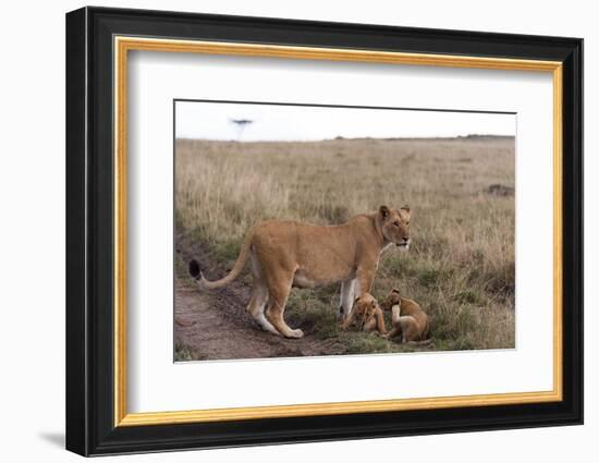 Lion (Panthera Leo), Masai Mara, Kenya, East Africa, Africa-Sergio Pitamitz-Framed Photographic Print