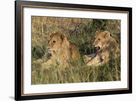 Lion (Panthera Leo), Masai Mara, Kenya, East Africa, Africa-Sergio Pitamitz-Framed Photographic Print