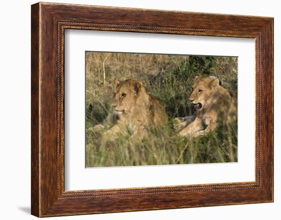 Lion (Panthera Leo), Masai Mara, Kenya, East Africa, Africa-Sergio Pitamitz-Framed Photographic Print