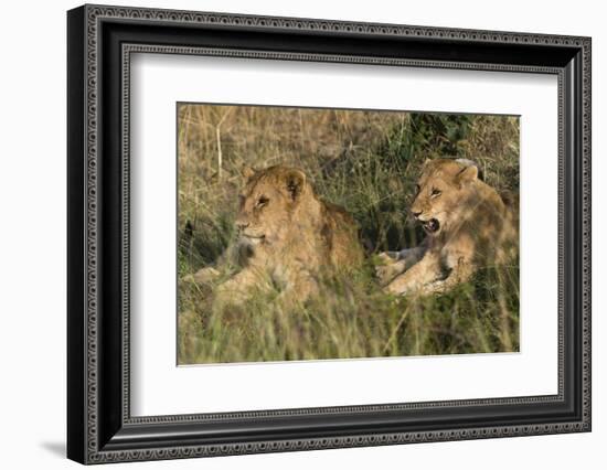 Lion (Panthera Leo), Masai Mara, Kenya, East Africa, Africa-Sergio Pitamitz-Framed Photographic Print