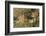 Lion (Panthera Leo), Masai Mara, Kenya, East Africa, Africa-Sergio Pitamitz-Framed Photographic Print