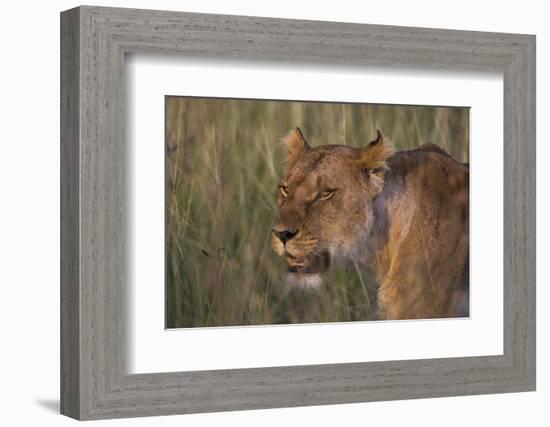 Lion (Panthera Leo), Masai Mara, Kenya, East Africa, Africa-Sergio Pitamitz-Framed Photographic Print