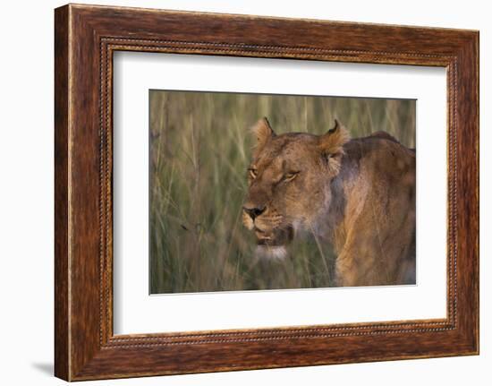 Lion (Panthera Leo), Masai Mara, Kenya, East Africa, Africa-Sergio Pitamitz-Framed Photographic Print