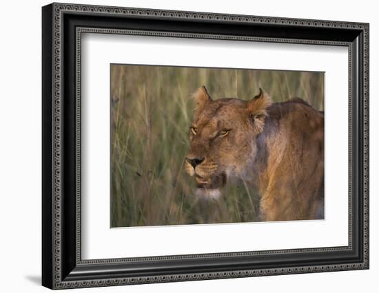 Lion (Panthera Leo), Masai Mara, Kenya, East Africa, Africa-Sergio Pitamitz-Framed Photographic Print