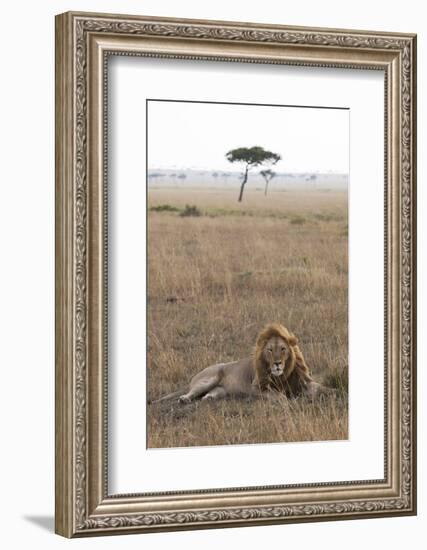 Lion (Panthera Leo), Masai Mara National Reserve, Kenya, East Africa, Africa-Ann and Steve Toon-Framed Photographic Print