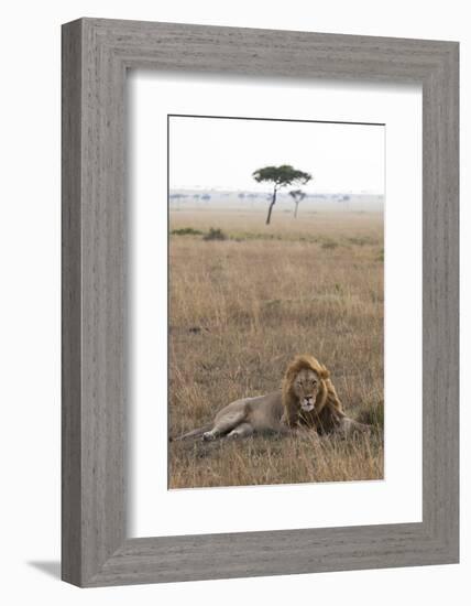 Lion (Panthera Leo), Masai Mara National Reserve, Kenya, East Africa, Africa-Ann and Steve Toon-Framed Photographic Print