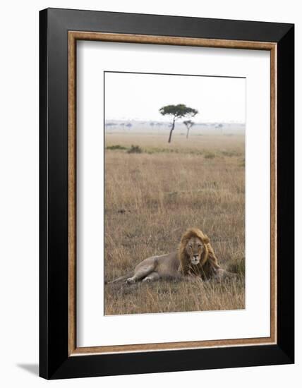 Lion (Panthera Leo), Masai Mara National Reserve, Kenya, East Africa, Africa-Ann and Steve Toon-Framed Photographic Print