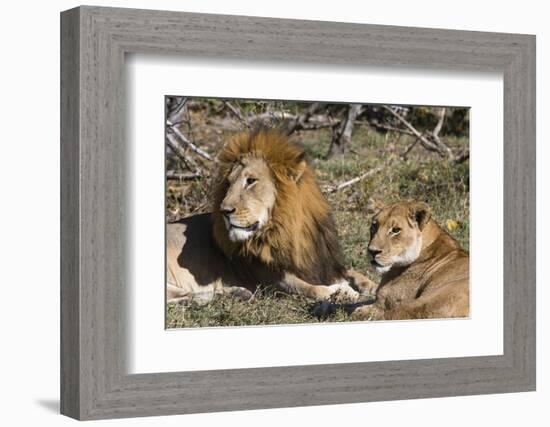 Lion (Panthera leo), Moremi Game Reserve, Okavango Delta, Botswana, Africa-Sergio Pitamitz-Framed Photographic Print