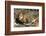 Lion (Panthera leo), Moremi Game Reserve, Okavango Delta, Botswana, Africa-Sergio Pitamitz-Framed Photographic Print