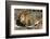 Lion (Panthera leo), Moremi Game Reserve, Okavango Delta, Botswana, Africa-Sergio Pitamitz-Framed Photographic Print