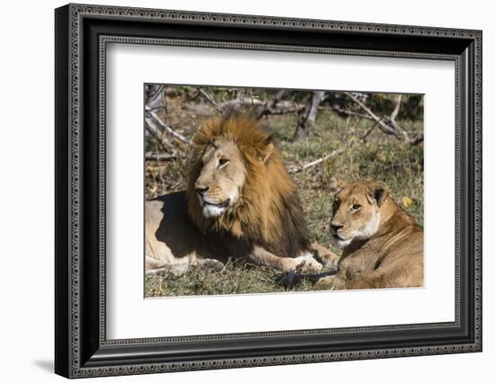 Lion (Panthera leo), Moremi Game Reserve, Okavango Delta, Botswana, Africa-Sergio Pitamitz-Framed Photographic Print