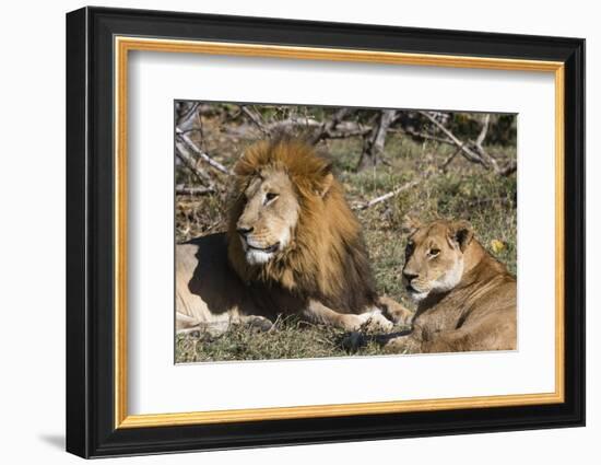 Lion (Panthera leo), Moremi Game Reserve, Okavango Delta, Botswana, Africa-Sergio Pitamitz-Framed Photographic Print