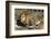 Lion (Panthera leo), Moremi Game Reserve, Okavango Delta, Botswana, Africa-Sergio Pitamitz-Framed Photographic Print