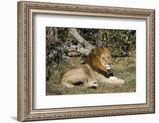 Lion (Panthera leo), Moremi Game Reserve, Okavango Delta, Botswana, Africa-Sergio Pitamitz-Framed Photographic Print