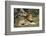 Lion (Panthera leo), Moremi Game Reserve, Okavango Delta, Botswana, Africa-Sergio Pitamitz-Framed Photographic Print