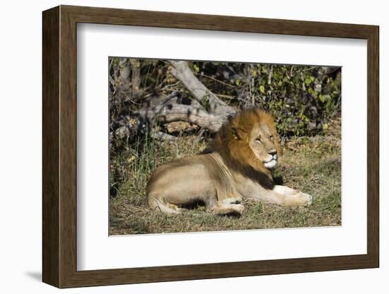 Lion (Panthera leo), Moremi Game Reserve, Okavango Delta, Botswana, Africa-Sergio Pitamitz-Framed Photographic Print