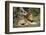 Lion (Panthera leo), Moremi Game Reserve, Okavango Delta, Botswana, Africa-Sergio Pitamitz-Framed Photographic Print