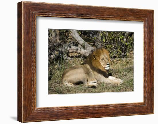 Lion (Panthera leo), Moremi Game Reserve, Okavango Delta, Botswana, Africa-Sergio Pitamitz-Framed Photographic Print