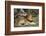 Lion (Panthera leo), Moremi Game Reserve, Okavango Delta, Botswana, Africa-Sergio Pitamitz-Framed Photographic Print