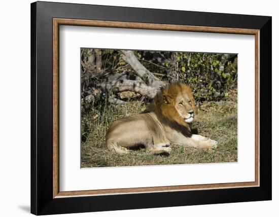 Lion (Panthera leo), Moremi Game Reserve, Okavango Delta, Botswana, Africa-Sergio Pitamitz-Framed Photographic Print