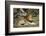 Lion (Panthera leo), Moremi Game Reserve, Okavango Delta, Botswana, Africa-Sergio Pitamitz-Framed Photographic Print