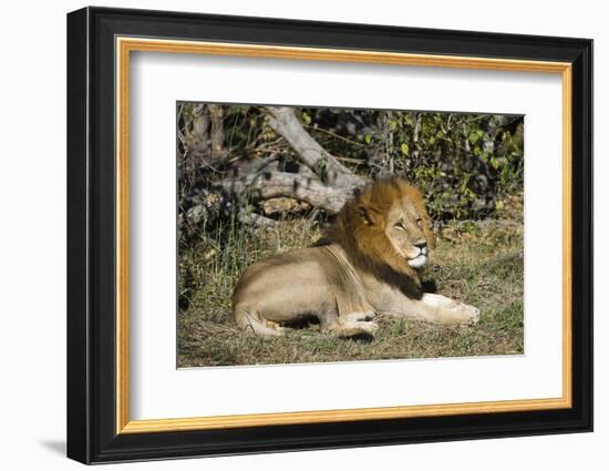 Lion (Panthera leo), Moremi Game Reserve, Okavango Delta, Botswana, Africa-Sergio Pitamitz-Framed Photographic Print