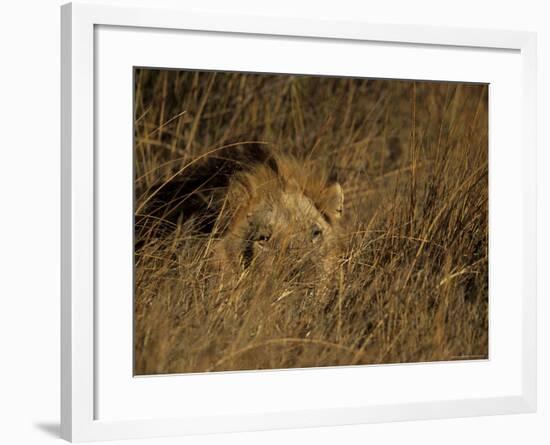 Lion, Panthera Leo, Moremi Wildlife Reserve, Botswana, Africa-Thorsten Milse-Framed Photographic Print