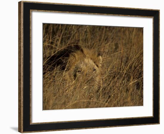 Lion, Panthera Leo, Moremi Wildlife Reserve, Botswana, Africa-Thorsten Milse-Framed Photographic Print