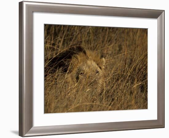 Lion, Panthera Leo, Moremi Wildlife Reserve, Botswana, Africa-Thorsten Milse-Framed Photographic Print