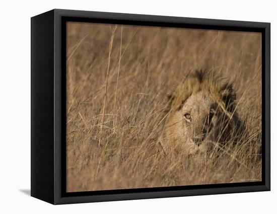 Lion, Panthera Leo, Moremi Wildlife Reserve, Botswana, Africa-Thorsten Milse-Framed Premier Image Canvas