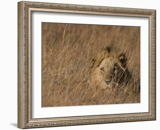 Lion, Panthera Leo, Moremi Wildlife Reserve, Botswana, Africa-Thorsten Milse-Framed Photographic Print