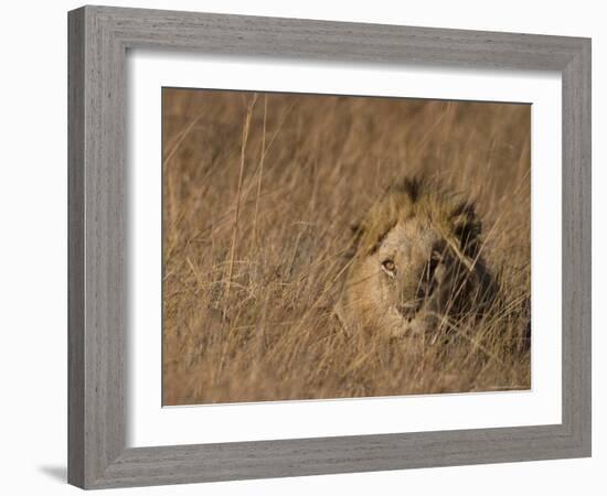 Lion, Panthera Leo, Moremi Wildlife Reserve, Botswana, Africa-Thorsten Milse-Framed Photographic Print