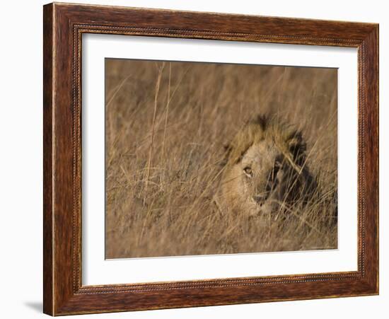 Lion, Panthera Leo, Moremi Wildlife Reserve, Botswana, Africa-Thorsten Milse-Framed Photographic Print