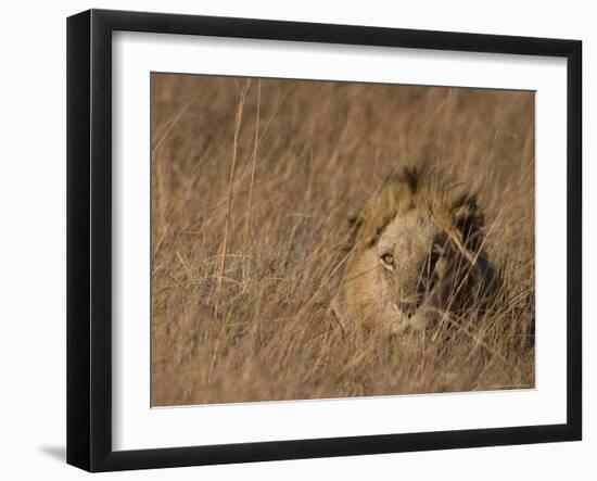 Lion, Panthera Leo, Moremi Wildlife Reserve, Botswana, Africa-Thorsten Milse-Framed Photographic Print