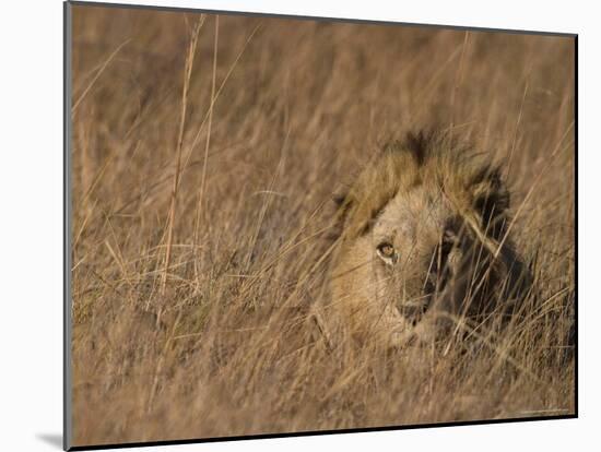 Lion, Panthera Leo, Moremi Wildlife Reserve, Botswana, Africa-Thorsten Milse-Mounted Photographic Print