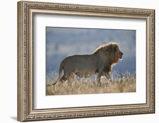 Lion (Panthera leo), Mountain Zebra National Park, South Africa, Africa-James Hager-Framed Photographic Print