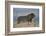 Lion (Panthera leo), Mountain Zebra National Park, South Africa, Africa-James Hager-Framed Photographic Print