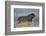 Lion (Panthera leo), Mountain Zebra National Park, South Africa, Africa-James Hager-Framed Photographic Print