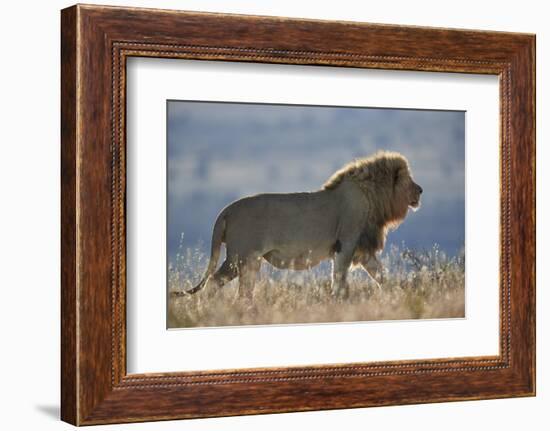 Lion (Panthera leo), Mountain Zebra National Park, South Africa, Africa-James Hager-Framed Photographic Print