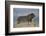 Lion (Panthera leo), Mountain Zebra National Park, South Africa, Africa-James Hager-Framed Photographic Print