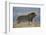 Lion (Panthera leo), Mountain Zebra National Park, South Africa, Africa-James Hager-Framed Photographic Print