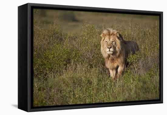 Lion (Panthera Leo), Ngorongoro Conservation Area, Serengeti, Tanzania, East Africa, Africa-James Hager-Framed Premier Image Canvas