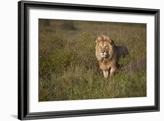 Lion (Panthera Leo), Ngorongoro Conservation Area, Serengeti, Tanzania, East Africa, Africa-James Hager-Framed Photographic Print