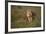 Lion (Panthera Leo), Ngorongoro Conservation Area, Serengeti, Tanzania, East Africa, Africa-James Hager-Framed Photographic Print