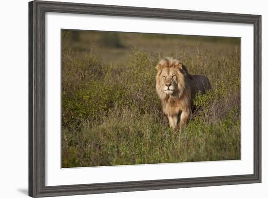 Lion (Panthera Leo), Ngorongoro Conservation Area, Serengeti, Tanzania, East Africa, Africa-James Hager-Framed Photographic Print